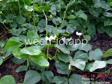 cowpea